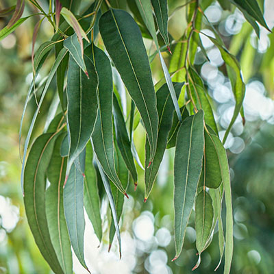 Eucalyptus
