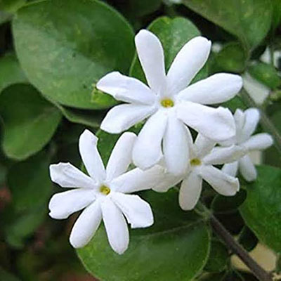 Jasmin
